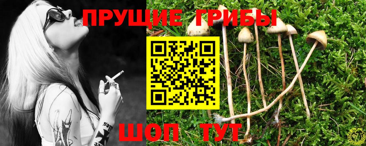 Курск  дарнет шоп  Вход с VPN  Псилоцибиновые грибы Magic Shrooms  Галлюциногенные грибы Magic Shrooms 